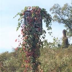 Speed Limit Sign For Greer Drivers Training